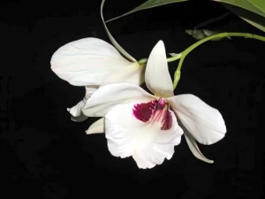 Image de Dendrobium albosanguineum 3